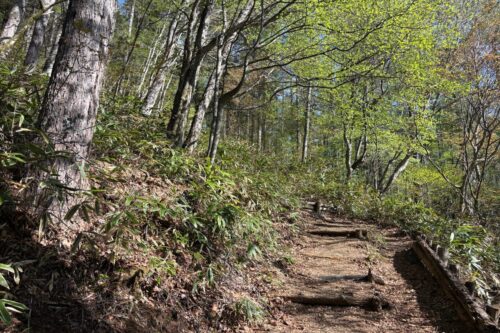 入笠山 登山道 沢入登山口 林 整備された道