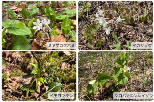 入笠山  イチヨウラン 山野草 春 5月 ミヤマカタバミ イカリソウ シロバナエンレイソウ
