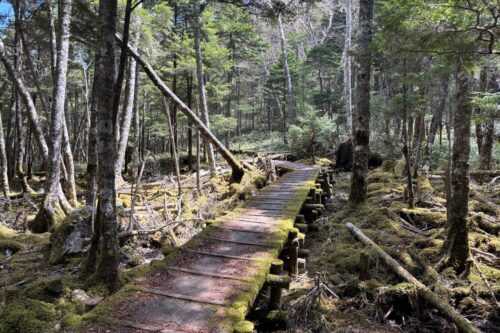 大阿原湿原 木道 入笠山 長野 トレッキング　苔