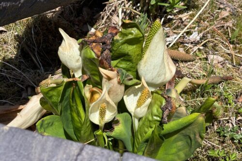 水芭蕉 入笠湿原 長野 春 5月