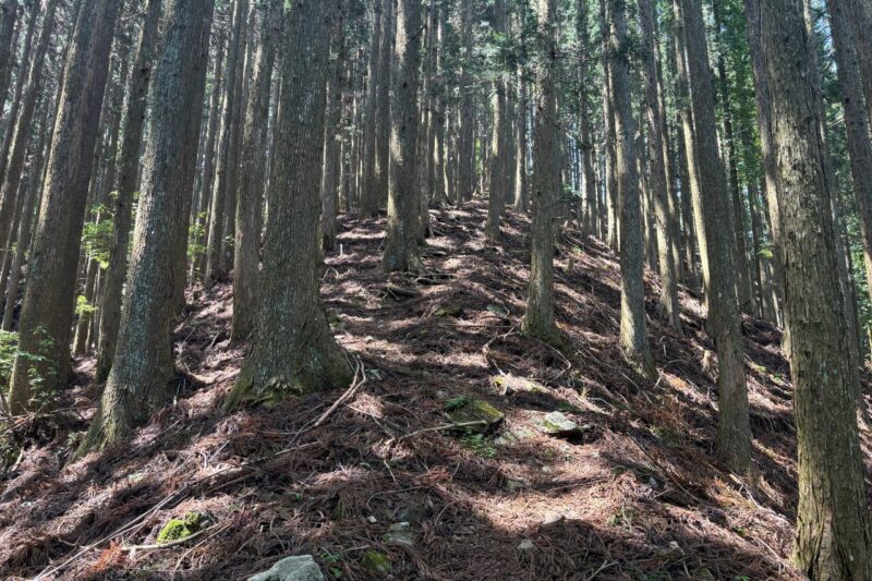 日本ヶ塚山 登山道 愛知 登山