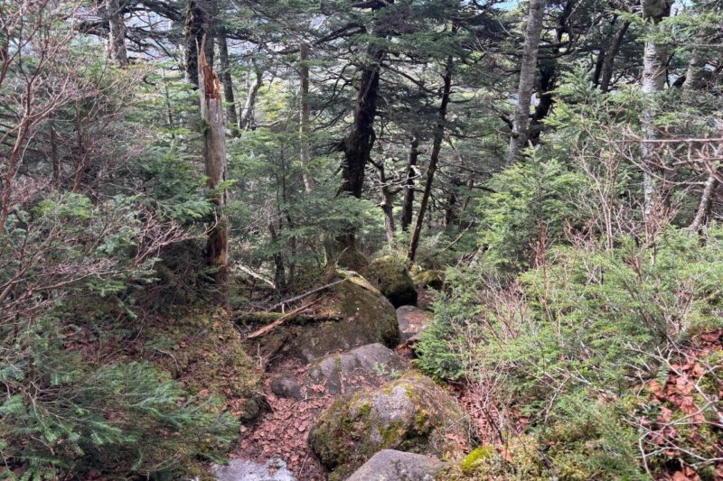 大岳 双子池 登山道 北八ヶ岳