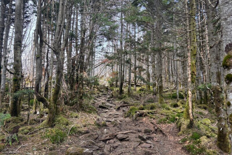 縞枯山 縞枯現象 北八ヶ岳