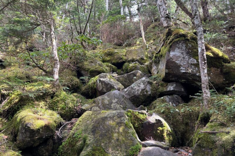 北八ヶ岳 周回 登山道 苔 岩