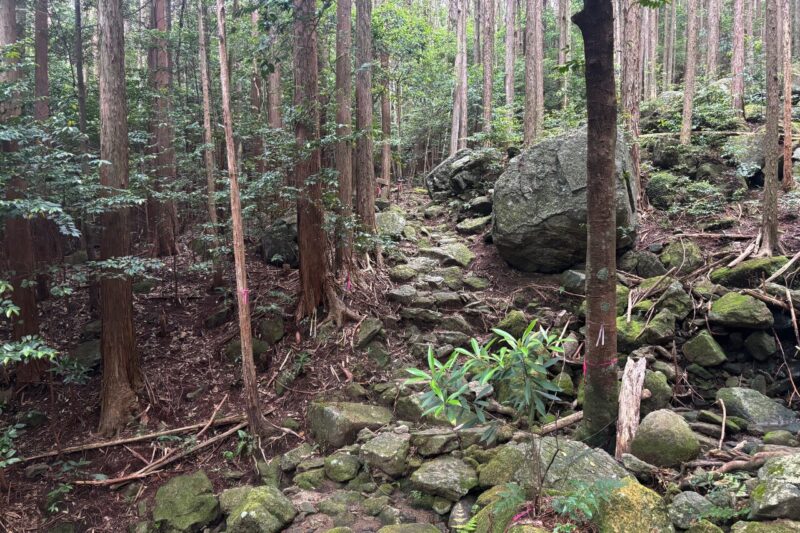 登山道　頂山　尾鷲　低山　オハイ　苔