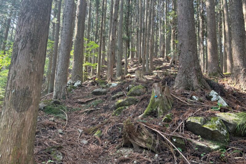 日本ヶ塚山 前半の登山道 登り