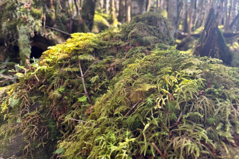 苔の森 北八ヶ岳 苔