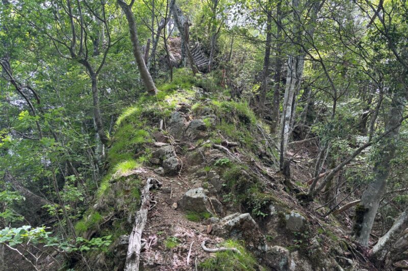 日本ヶ塚山 後半 ハシゴ区間 痩せ尾根 愛知