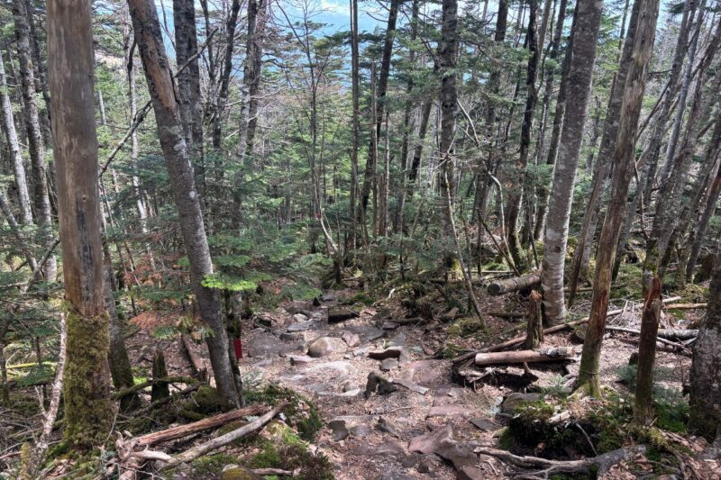 縞枯山 登山道 急登 北八ヶ岳
