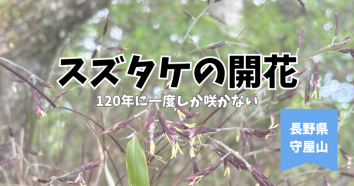 スズタケ　開花　守屋山　長野　2026