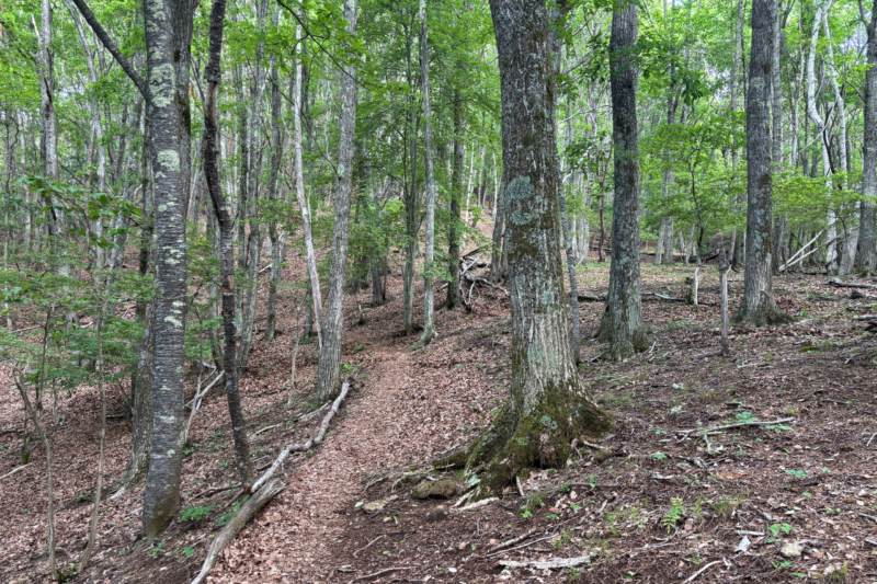 守屋山　登山道　九十九折り