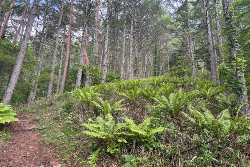 守屋山　息切坂　登山道