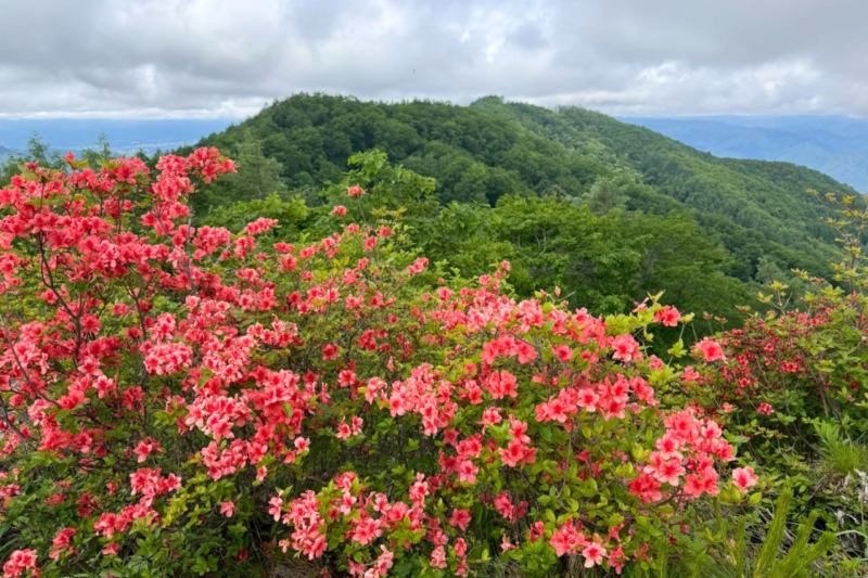 レンゲツツジ　守屋山　東峰