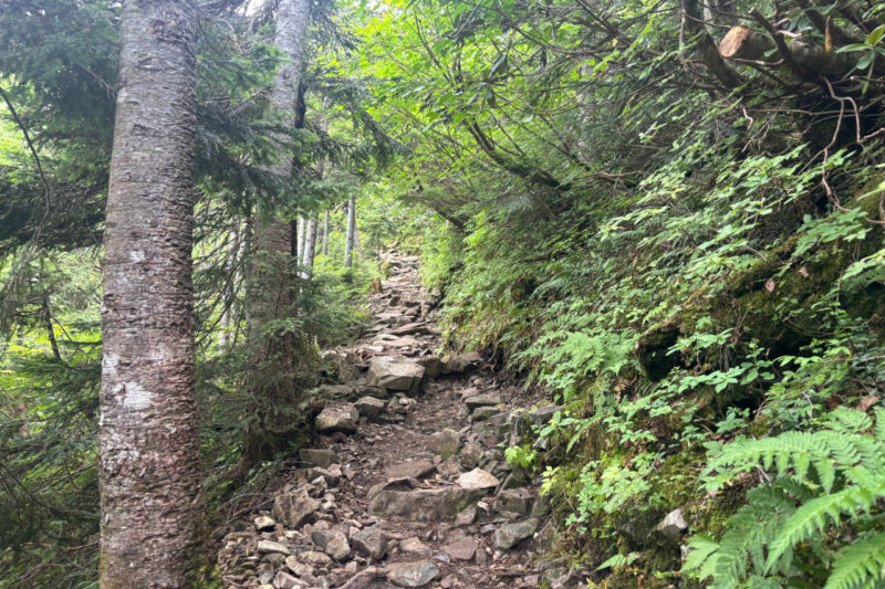 柏原新道 登山道