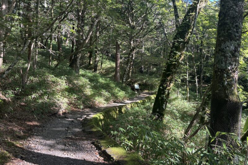 大台ヶ原 東大台 苔むした森の中の歩きやすい登山道