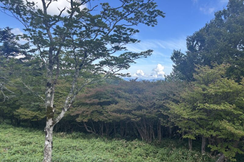 大台ヶ原 シカの食べ跡でできたブラウジングライン